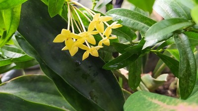 黄色的花