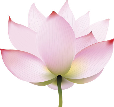 莲花