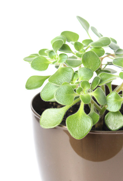 Crassula