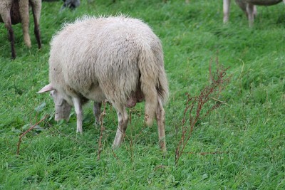 绵羊也叫urial ram ewe，是一群绵羊的统称