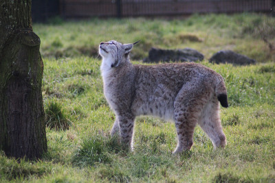 欧亚猞猁(lynx lynx)