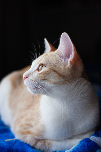 侧面的虎斑猫