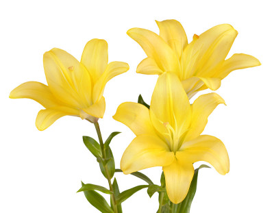黄百合花束