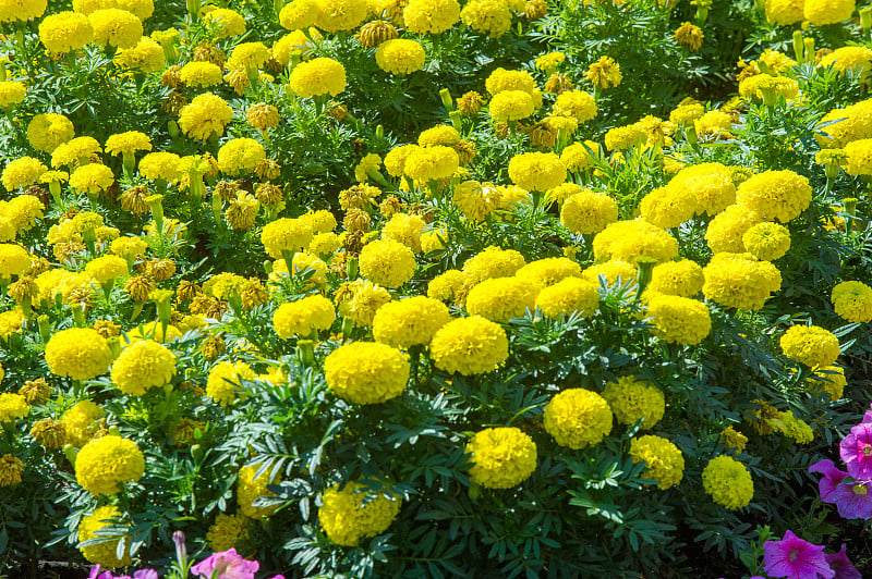 纹理背景。花坛，万寿菊，牵牛花