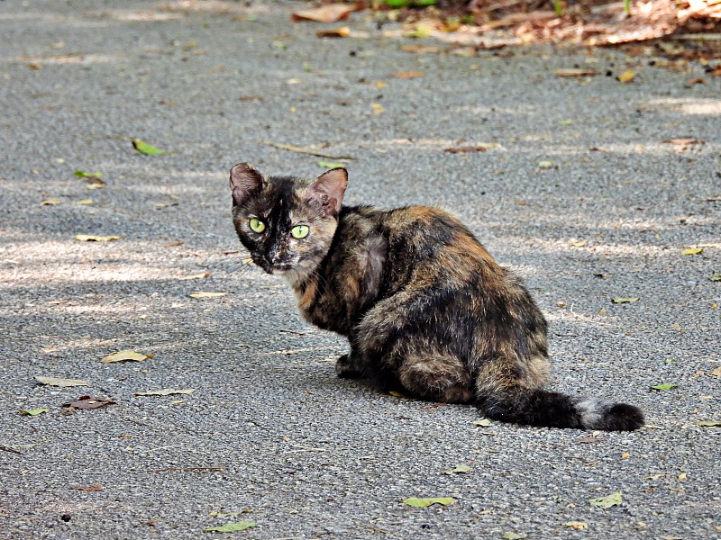 野猫(Felis catus)龟甲色，坐在路上