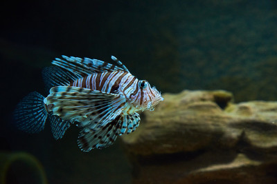 深海里的海鱼，海洋生物