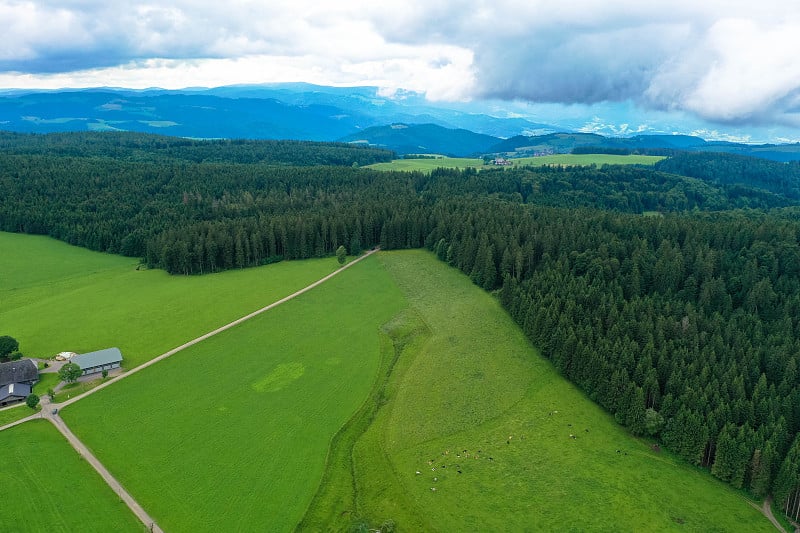 在Titisee-Neustadt附近的黑森林的牧场景观。旅游度假理念。