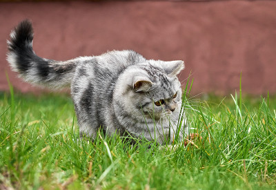 草丛里的小猫。