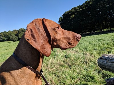 匈牙利Vizsla工作犬