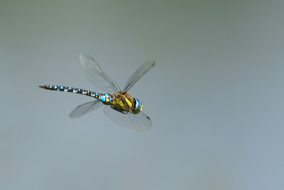 蜻蜓(Odonata)，南鹰(Aeshna cyanea)在飞行