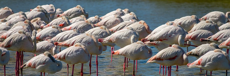 大火烈鸟的全景特写(腓凤蝶)在Camargue, Bouches du Rhone，法国南部