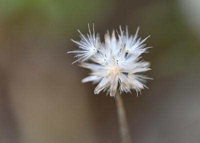 花来自马来西亚