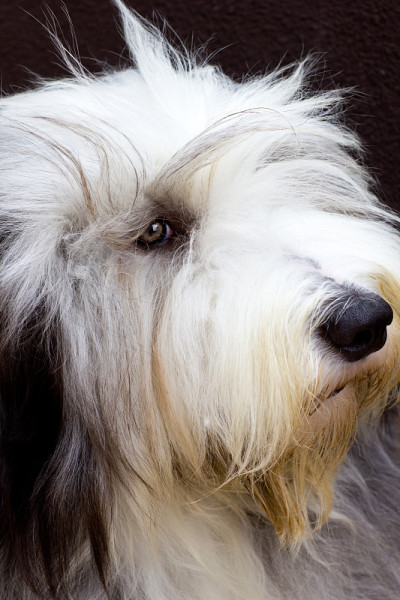 古代长须牧羊犬
