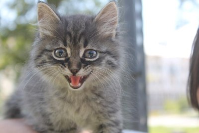 小猫