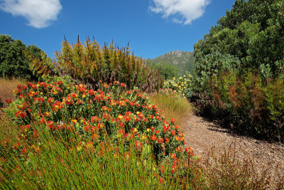 Kirstenbosch植物园