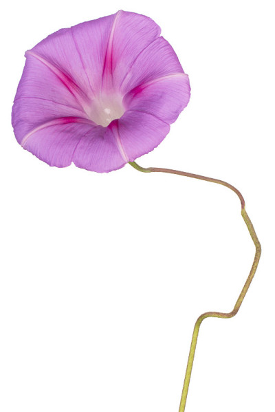 花孤立
