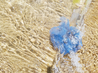 蓝色水母在浅水中，柔焦点