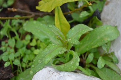 花椒是车前草科的一种开花植物，俗称水椒、蓝椒、溪椒、无梗水椒。