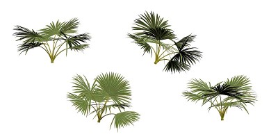 棕榈叶