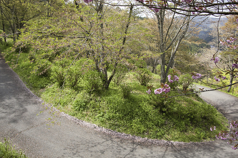 吉野樱花