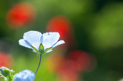 尼莫菲拉