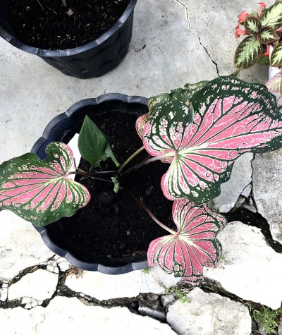 芋头(瓦扬芋/蜡染芋)红色