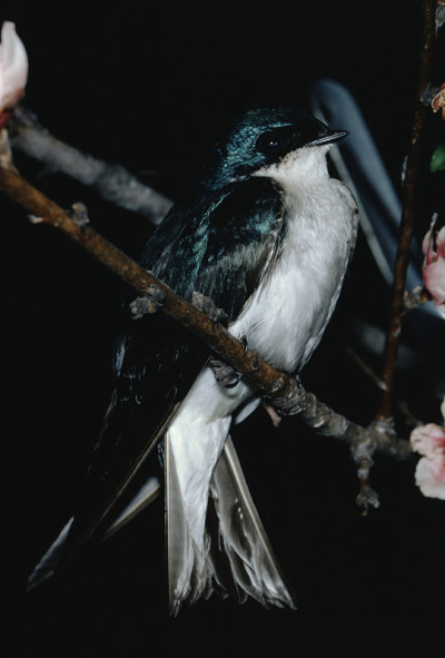 树燕子(双色Tachycineta)