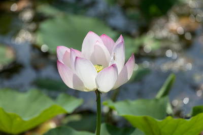 美丽的莲花