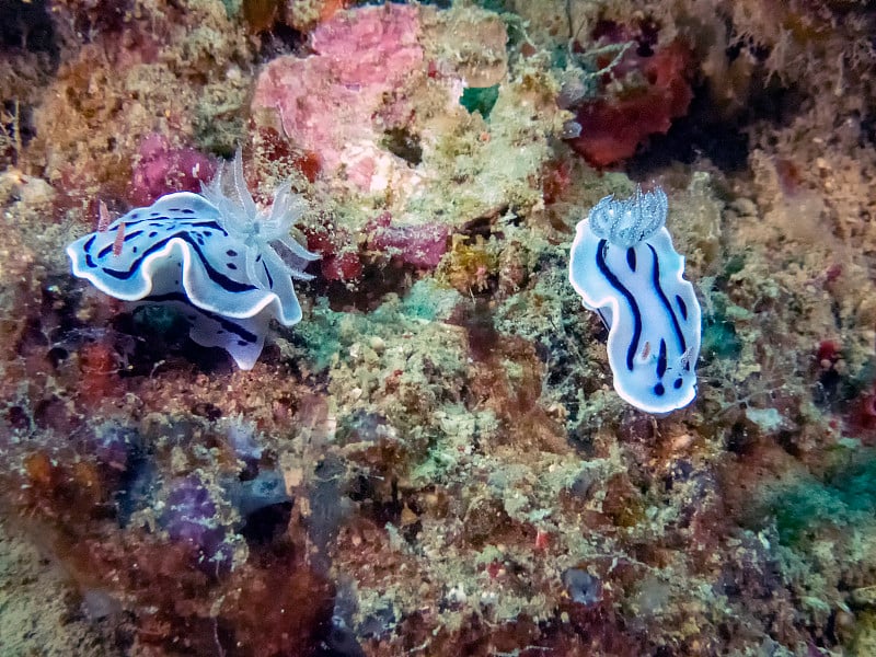 裸鳃海蛞蝓的特写