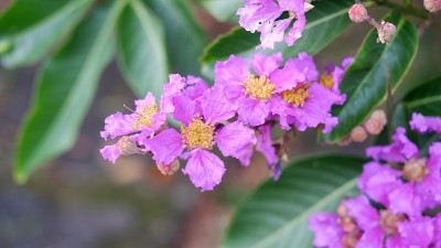 皇后紫薇花或小花紫薇
