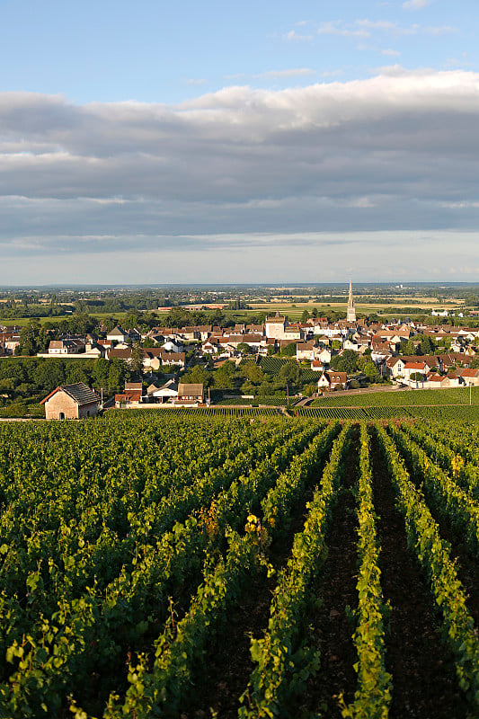 Meursault村，勃艮第葡萄酒之路，Cote D'or - France