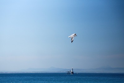 哈特劳布的海鸥在飞行