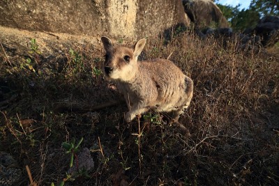 澳大利亚昆士兰花岗岩峡谷的马瑞巴岩石沙袋鼠