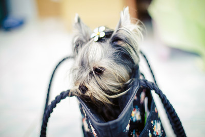 约克郡犬