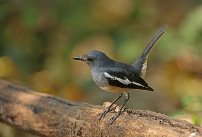 东方Magpie-robin