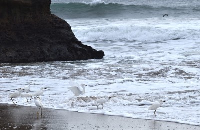 在海浪中捕猎的白鹭