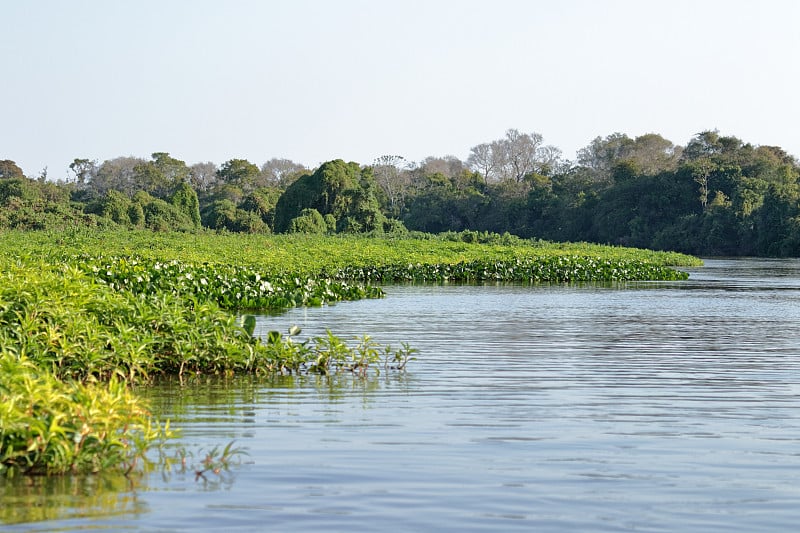 巴西潘塔纳尔(Pantanal)米兰达河岸边的森林