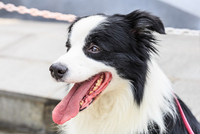 快乐的边境牧羊犬