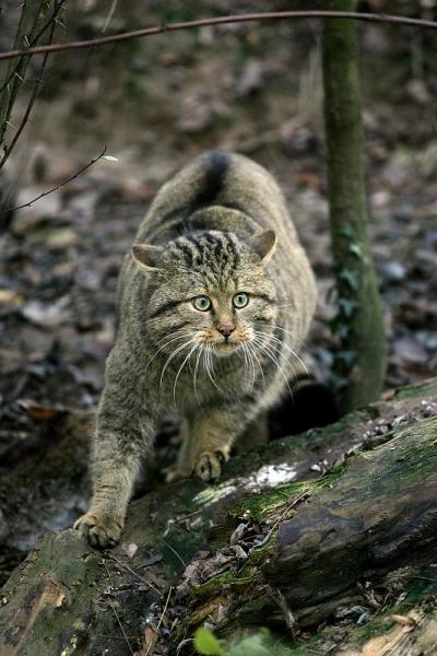 欧洲野猫，欧洲野猫，成体