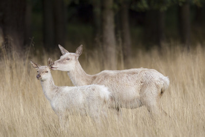 罗瑟斯奇，Cervus elaphus，马鹿