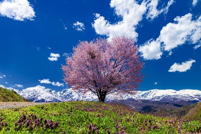 日本长野县白波村的春景