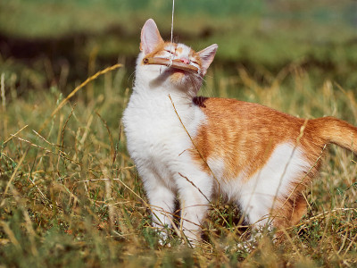 草丛里的小猫。