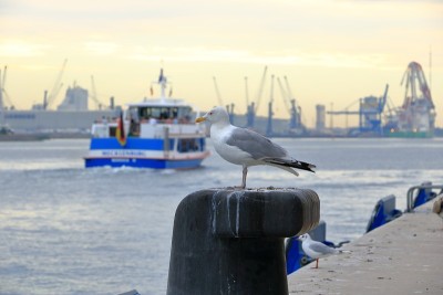 Lonely seagull looking in harbor of Rostock-Warnem