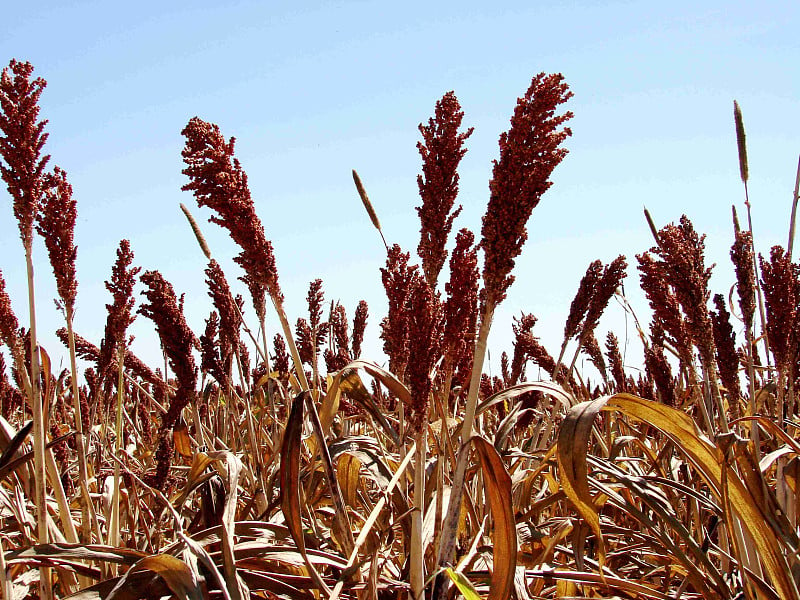 Sorgo