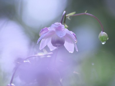 荷花在小雨中绽放
