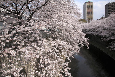 樱花神河