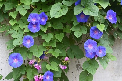 番石榴/海蓝牵牛花