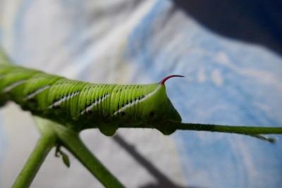 番茄角虫毛虫的后角