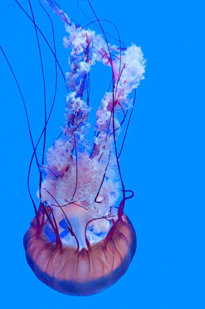 水族馆里的珍奇鱼