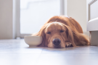 金毛猎犬躺在地上